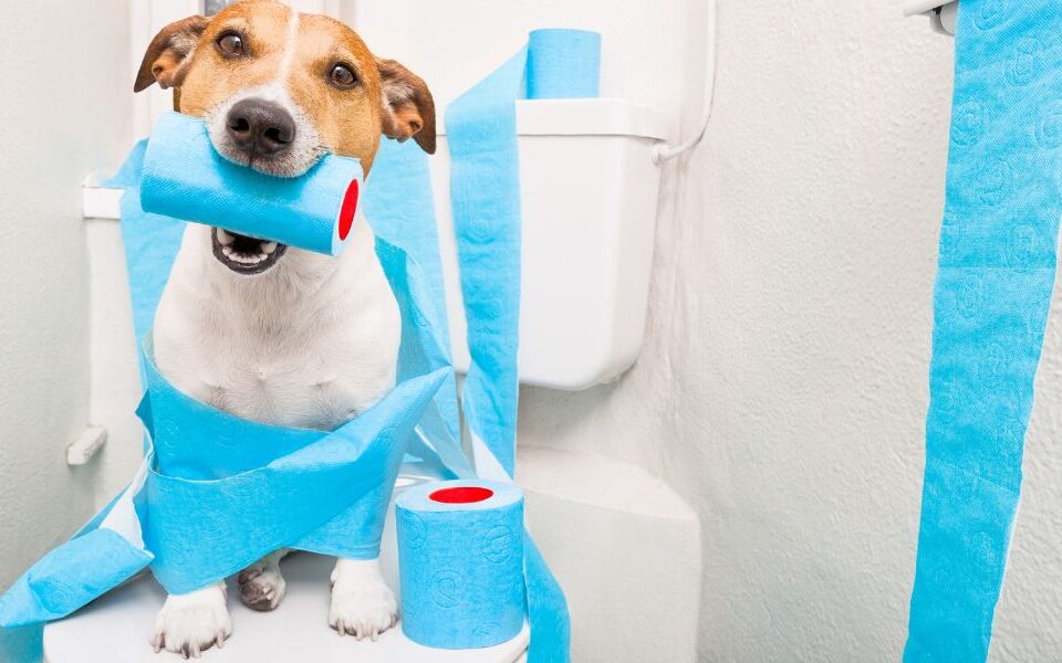 How to Train a Dog To Pee and Poop in One Spot