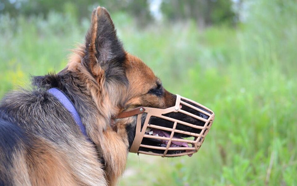 Dog Muzzles