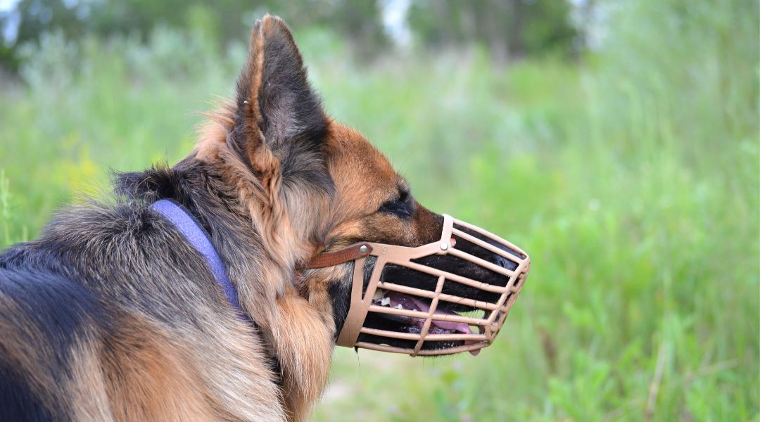 Dog Muzzles